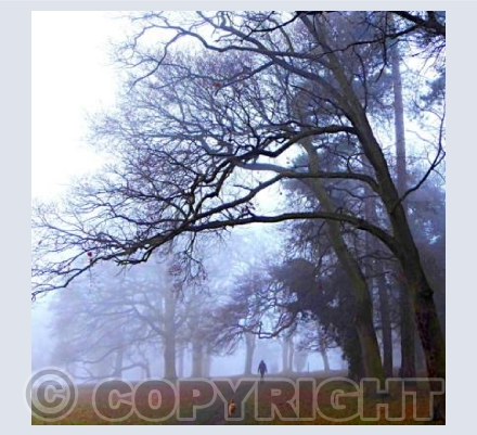 Misty dog walk