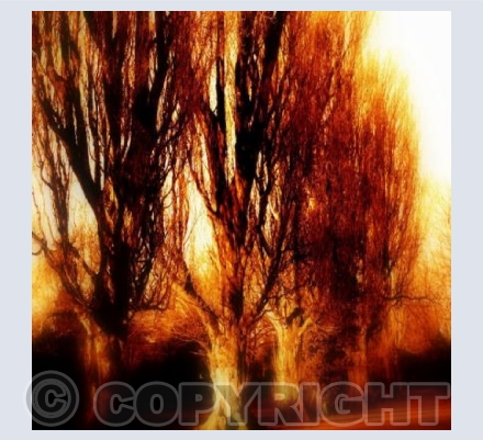 Poplars