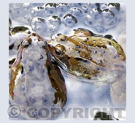 Frog spawn