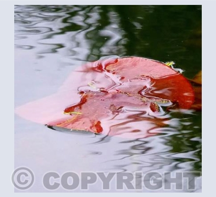 leaf in water
