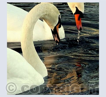 Swans on the Thames