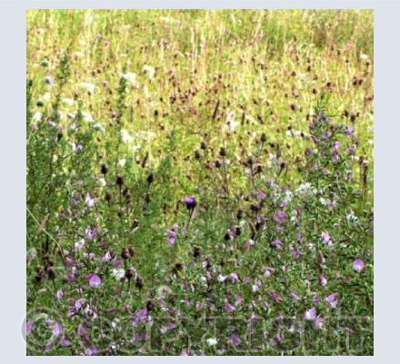 Wild meadow