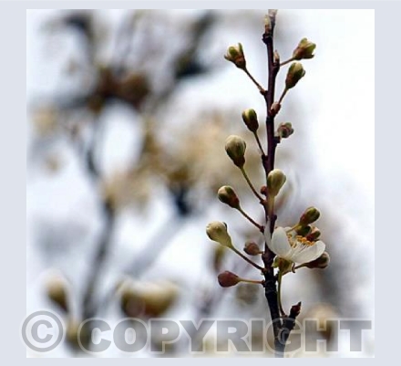 First blossom