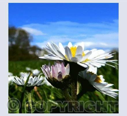 Daisies 1