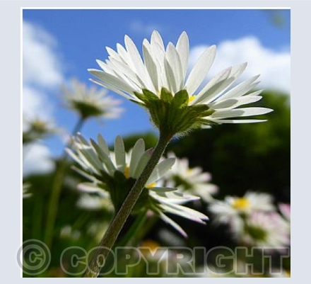 Daisies 2