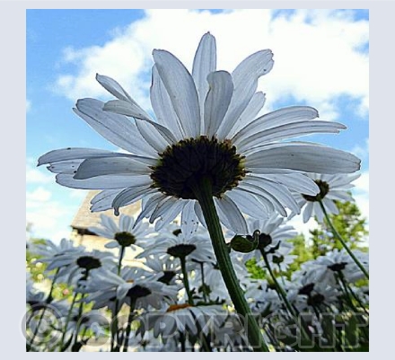Daisies 4