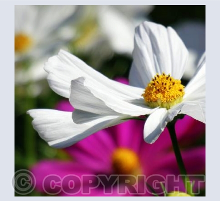 Cosmos