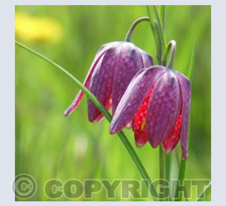 Snakeshead fritillery