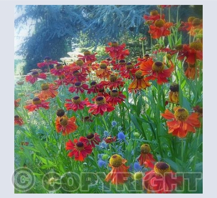 Rudbeckia