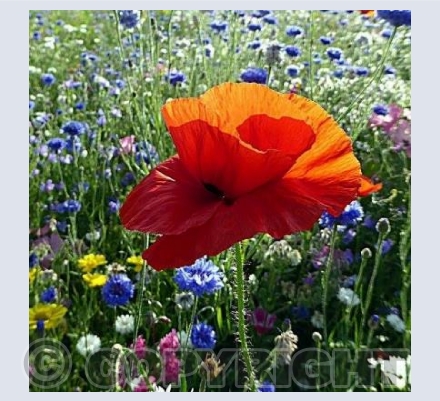Wild Poppy