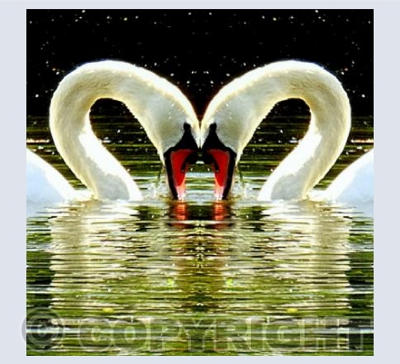 Pair of swans