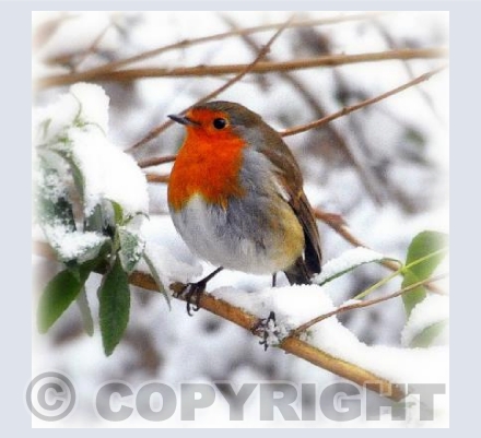 Robin in winter