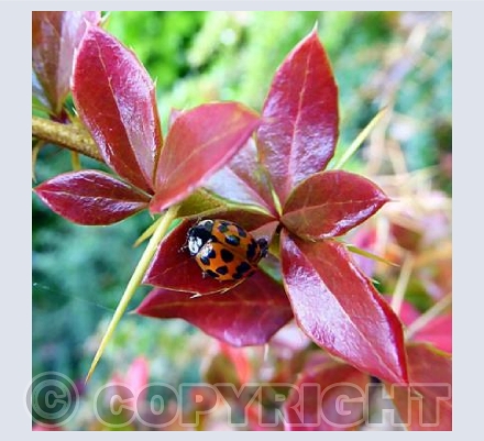 Ladybird