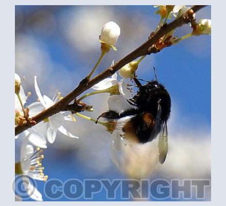 Bee on blossom