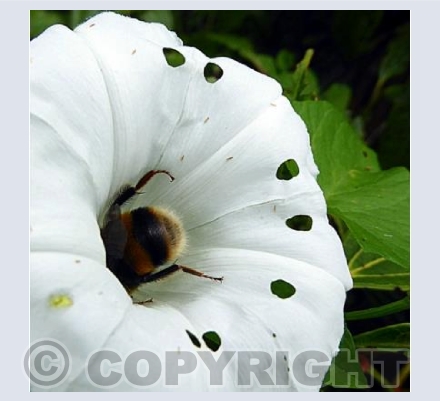 Busy bee