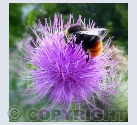Bee on thistle