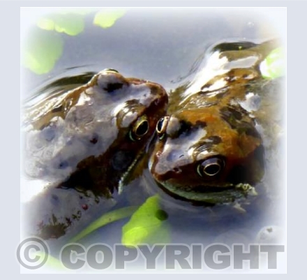 Frog love