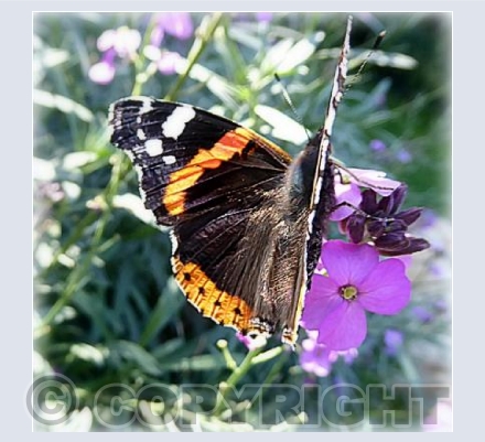 Red Admiral butterfly 2