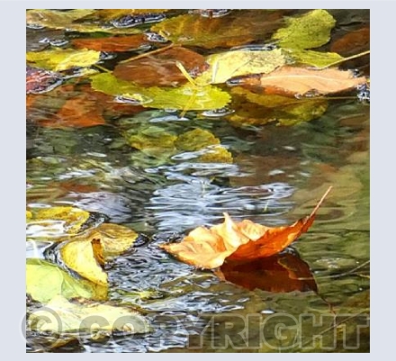 Floating leaf