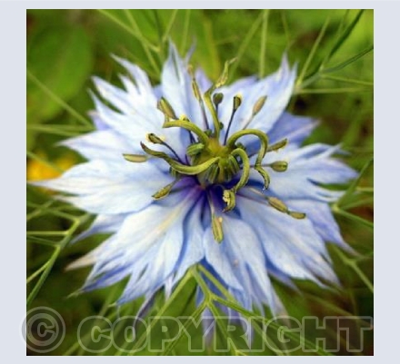 Love-in-a-Mist