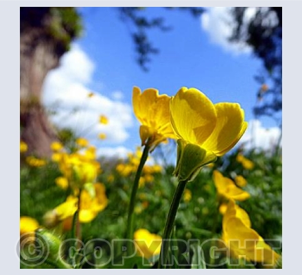Buttercups