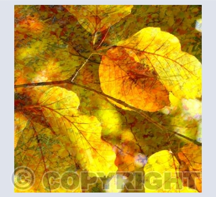 Autumn leaves 4