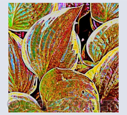 Hosta