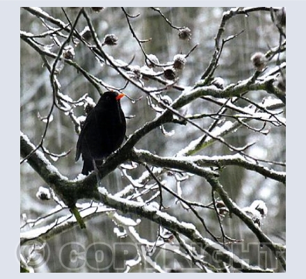 Blackbird in winter