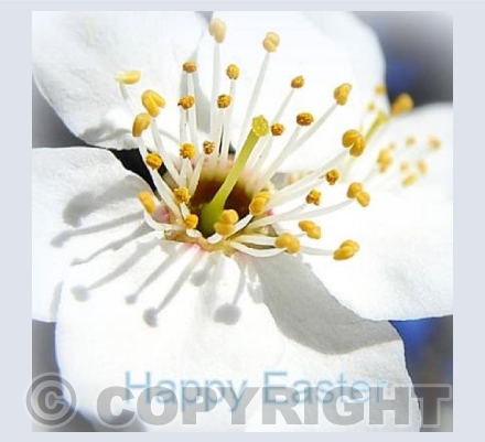Happy Easter