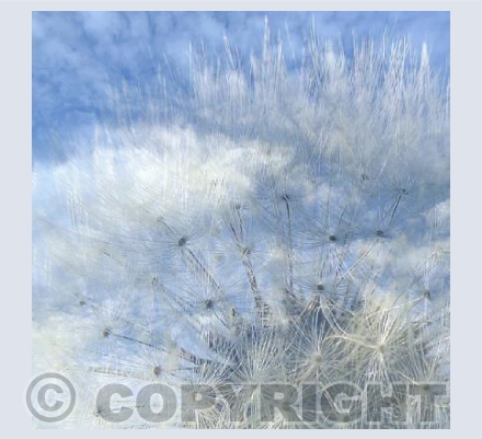 Dandelion