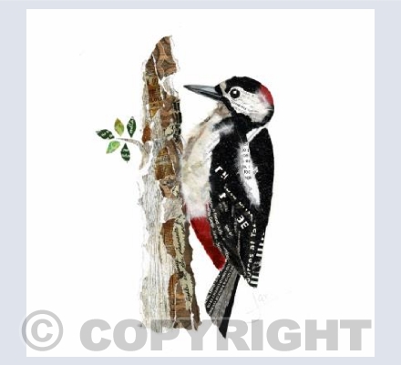 Greater spotted woodpecker