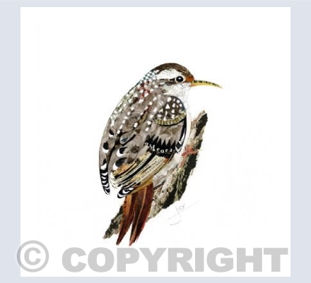 Tree creeper