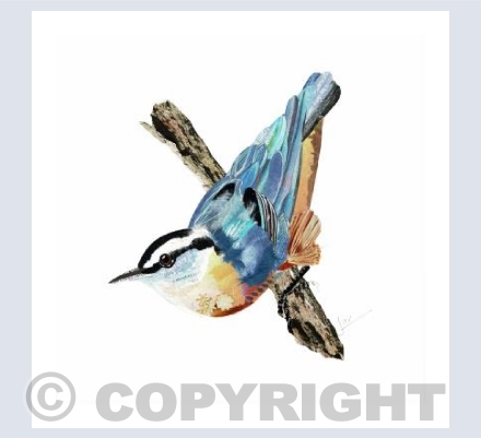 Nuthatch