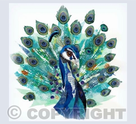 Peacock