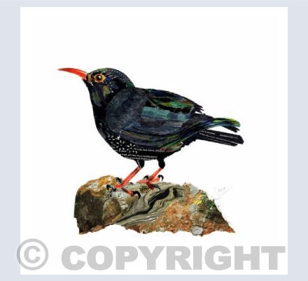 Chough