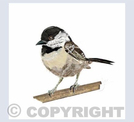 Coal tit
