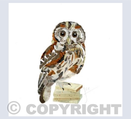 Tawny Owl