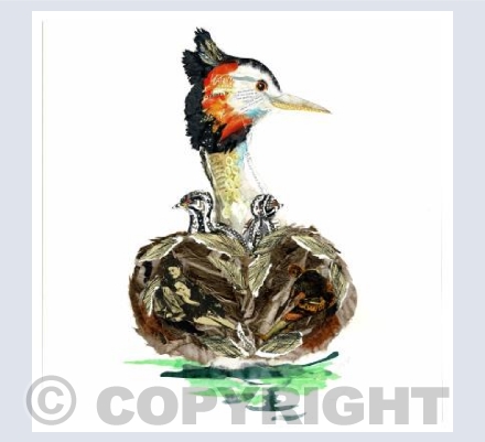 Great Crested Grebe