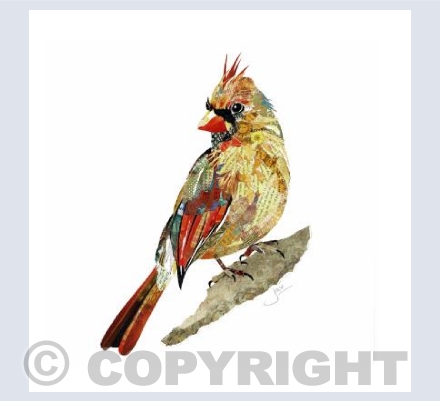 Female Cardinal