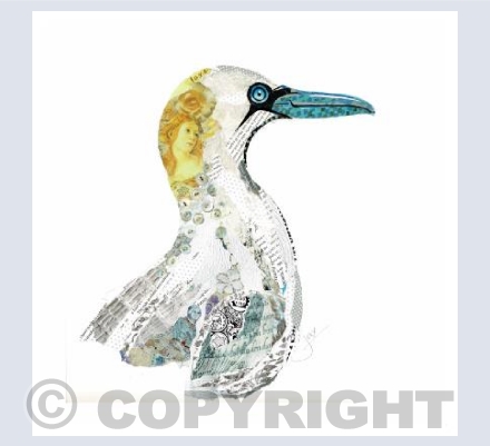 Gannet