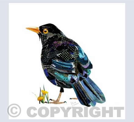 Blackbird