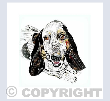 Fred Basset