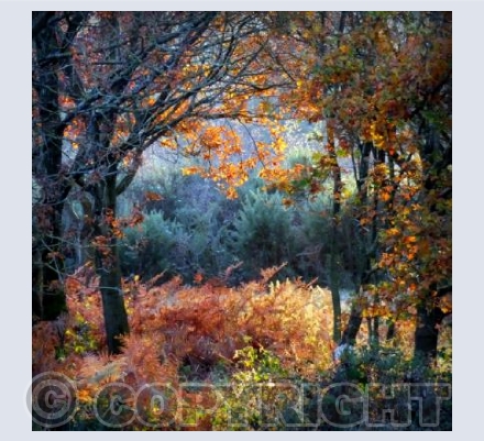 Shotover Sunset
