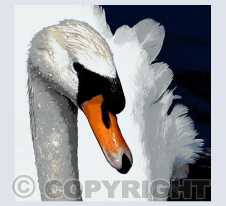 Mute swan