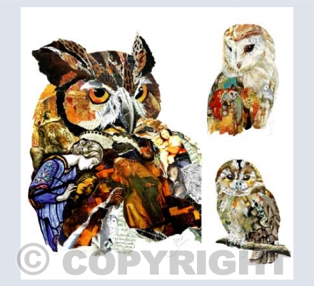 Eagle, barn, tawny owl