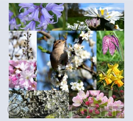 Spring collage