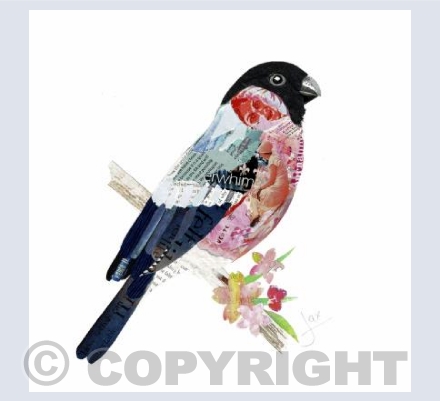 British Bullfinch