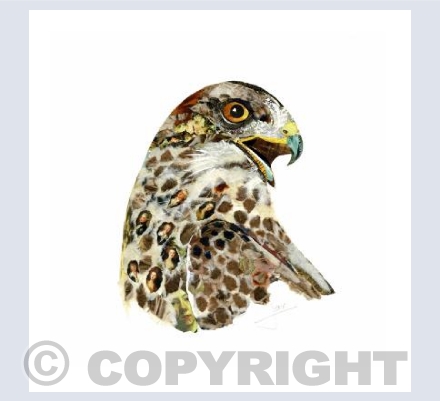 Buzzard