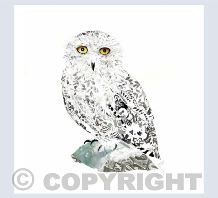 Snowy Owl