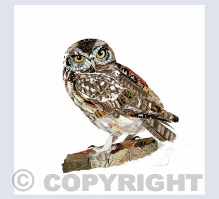 Little Owl